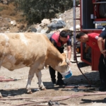 yangın inekler